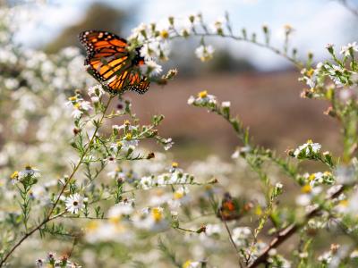 Photograph of flowers and butterflies 