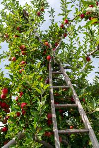 Apple tree 