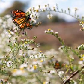 Photograph of flowers and butterflies 