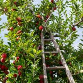 Apple tree 